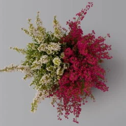 Glockenheide 'Duo', Rot-weiß, Topf-Ø 12cm, 6er-Set -Stilvolles Gartenmöbelgeschäft 0651100060 Erica gracilis Duo T11 12 rot weiss 6er Set 3 125929