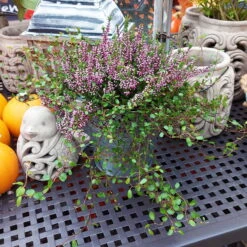 Knospenheide & Mühlenbeckia Mix Rosa, Topf-Ø 13cm, 6er-Set -Stilvolles Gartenmöbelgeschäft 0651200026 Calluna Muehlenbeckia T13 rosa Set 2 81499