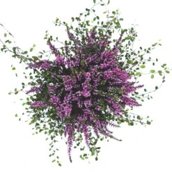 Knospenheide & Mühlenbeckia Mix Rosa, Topf-Ø 13cm, 6er-Set -Stilvolles Gartenmöbelgeschäft 0651200026 Calluna Muehlenbeckia T13 rosa Set 6 81592