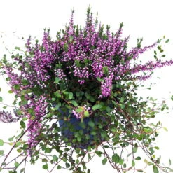 Knospenheide & Mühlenbeckia Mix Rosa, Topf-Ø 13cm, 6er-Set