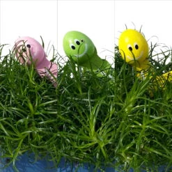 Sternmoos Mit Wurmstecker, Topf-Ø 6 Cm, 12er-Set