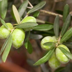 Olivenbaum 'Bonsai', Topf-Ø 25 Cm, Höhe Ca. 55 Cm 10 Olivenbaum 'Bonsai', Topf-Ø 25 Cm, Höhe Ca. 55 Cm -Stilvolles Gartenmöbelgeschäft 0680200048 0680200051 0680200054 0680200057 0680200061 0680200075 Koelle Olea europaea Busch1 76776 2