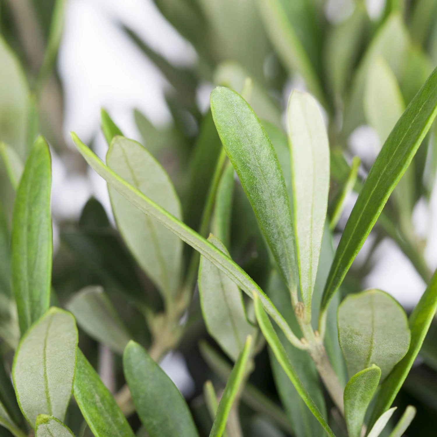 Olivenbaum 'Bonsai', Topf-Ø 35 Cm, Höhe Ca. 100 Cm 3 Olivenbaum 'Bonsai', Topf-Ø 35 Cm, Höhe Ca. 100 Cm – Bild 3
