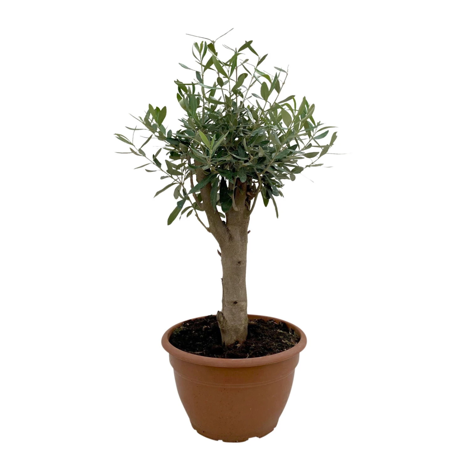 Olivenbaum 'Bonsai', Topf-Ø 25 Cm, Höhe Ca. 55 Cm 1 Olivenbaum 'Bonsai', Topf-Ø 25 Cm, Höhe Ca. 55 Cm