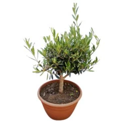 Olivenbaum 'Bonsai', Topf-Ø 25 Cm, Höhe Ca. 55 Cm 9 Olivenbaum 'Bonsai', Topf-Ø 25 Cm, Höhe Ca. 55 Cm -Stilvolles Gartenmöbelgeschäft 0680200048 Koelle Olea europaea Schale T25 2 78685