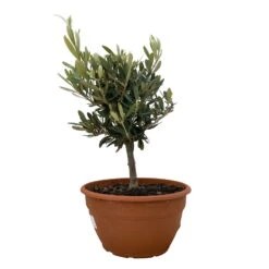 Olivenbaum 'Bonsai', Topf-Ø 20 Cm, Höhe Ca. 45 Cm -Stilvolles Gartenmöbelgeschäft 0680200051 Koelle Olea europaea Schale Bonsai 1 110027
