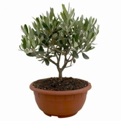 Olivenbaum 'Bonsai', Topf-Ø 20 Cm, Höhe Ca. 45 Cm -Stilvolles Gartenmöbelgeschäft 0680200051 Olea europaea Schale T20 Bonsai 1 114177