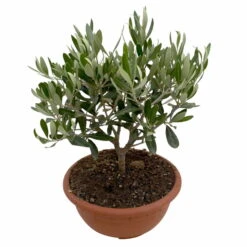 Olivenbaum 'Bonsai', Topf-Ø 20 Cm, Höhe Ca. 45 Cm -Stilvolles Gartenmöbelgeschäft 0680200051 Olea europaea Schale T20 Bonsai 3 114178