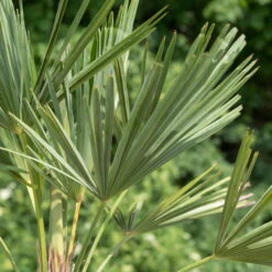 Hanfpalme, Topf-Ø 22 Cm, Höhe Ca. 60-70 Cm -Stilvolles Gartenmöbelgeschäft 0680300013 0680300032 0680300137 0680300048 Trachycarpus fortuneii T24 H60 78541