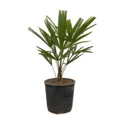 Hanfpalme, Topf-Ø 22 Cm, Höhe Ca. 60-70 Cm