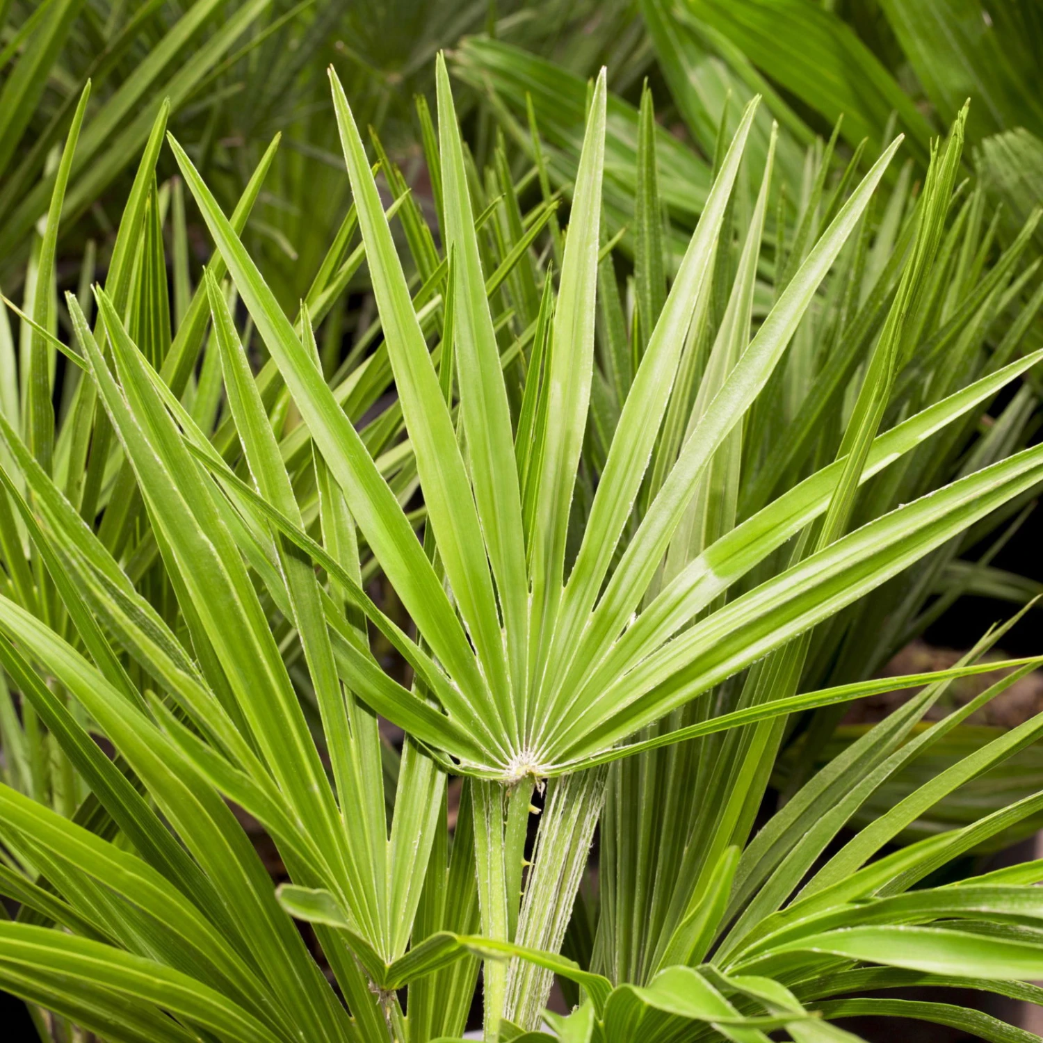 Chamaerops Humilis, Topf-Ø 35 Cm, Höhe Ca. 100-120 Cm 2 Chamaerops Humilis, Topf-Ø 35 Cm, Höhe Ca. 100-120 Cm – Bild 2