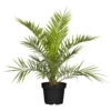 Dattelpalme, Topf-Ø 20/22 Cm, Höhe Ca. 100 Cm