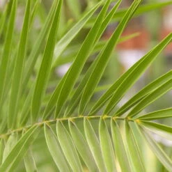 Dattelpalme, Topf-Ø 20/22 Cm, Höhe Ca. 100 Cm -Stilvolles Gartenmöbelgeschäft 0680300045 0680300059 Phoenix canariensis 78544