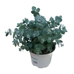 Eukalyptus, Busch, Topf-Ø 12 Cm, 2er-Set