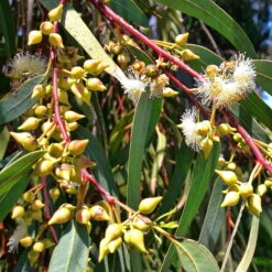 Roter Eukalyptus, Busch, Topf-Ø 40 Cm