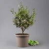 Olivenbaum, Busch, Topf-Ø 24 Cm, Höhe Ca. 80 Cm