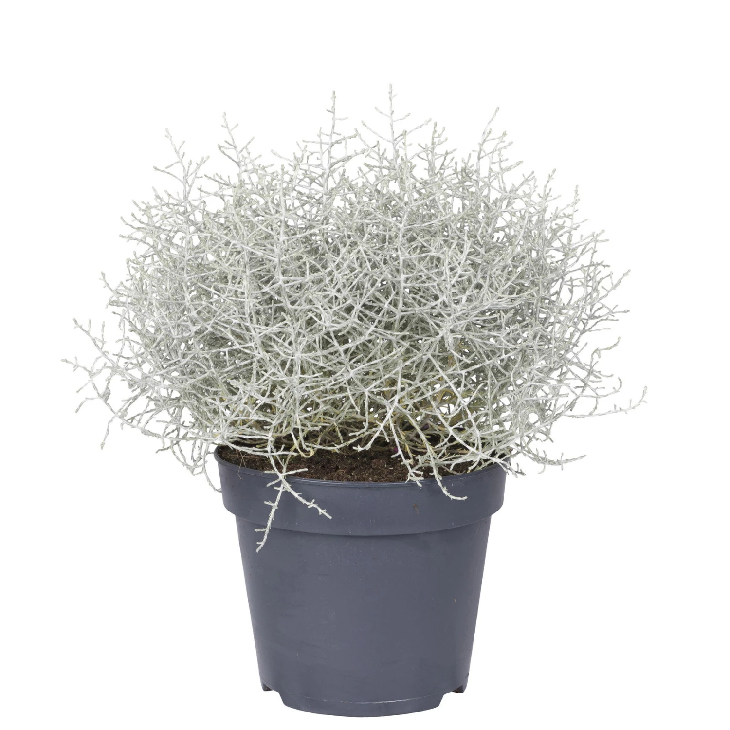 Calocephalus, Silber-grau, Topf-Ø 17 Cm, 3er-Set 1 Calocephalus, Silber-grau, Topf-Ø 17 Cm, 3er-Set