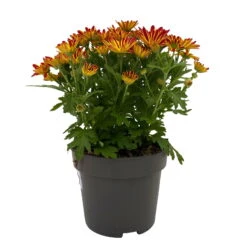 Chrysanthemen 'Swifty', Orange, Topf-Ø 12 Cm, 6er-Set -Stilvolles Gartenmöbelgeschäft 0690110161 Chrysanthemum indicum Swifty T12 orange bicolor 6er Set WS 1 95636