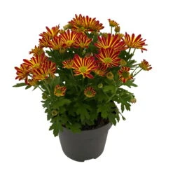 Chrysanthemen 'Swifty', Orange, Topf-Ø 12 Cm, 6er-Set -Stilvolles Gartenmöbelgeschäft 0690110161 Chrysanthemum indicum Swifty T12 orange bicolor 6er Set WS 2 95637