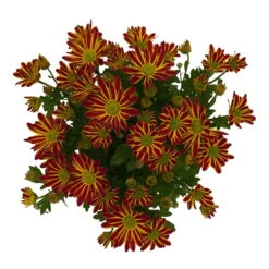 Chrysanthemen 'Swifty', Orange, Topf-Ø 12 Cm, 6er-Set -Stilvolles Gartenmöbelgeschäft 0690110161 Chrysanthemum indicum Swifty T12 orange bicolor 6er Set WS 3 95638