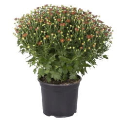 Chrysanthemen-Busch, Gelb-bronze-rot, Topf-Ø 19 Cm, 3er-Set -Stilvolles Gartenmöbelgeschäft 0690130086 chrysanthemen multiflora busch t19 bronze durchmesser 40cm 1 68853
