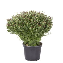 Chrysanthemen-Busch, Gelb-bronze-rot, Topf-Ø 19 Cm, 3er-Set -Stilvolles Gartenmöbelgeschäft 0690130092 koelle chrysanthemen multiflora t19 rot durchmesser 40cm 1 68849