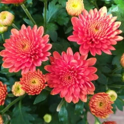 Chrysanthemen-Busch, Gelb-bronze-rot, Topf-Ø 19 Cm, 3er-Set -Stilvolles Gartenmöbelgeschäft 0690130119 Chrysanthemum multiflora Buesche bronze image003 79590