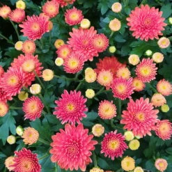 Chrysanthemen-Busch, Gelb-bronze-rot, Topf-Ø 19 Cm, 3er-Set -Stilvolles Gartenmöbelgeschäft 0690130119 Chrysanthemum multiflora Buesche bronze image004 79589