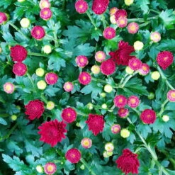 Chrysanthemen-Busch, Gelb-bronze-rot, Topf-Ø 19 Cm, 3er-Set -Stilvolles Gartenmöbelgeschäft 0690130123 Chrysanthemum multiflora Buesche rot image002 79592