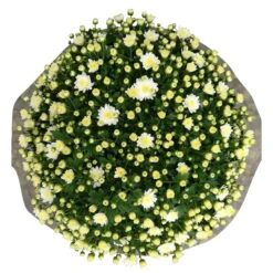 Chrysanthemen-Busch, Weiß, Topf-Ø 19 Cm, 3er-Set -Stilvolles Gartenmöbelgeschäft 0690130124 Koelle Chrys multifl Busch T19 weiss H40 45cm 3er Set WS 3 96159