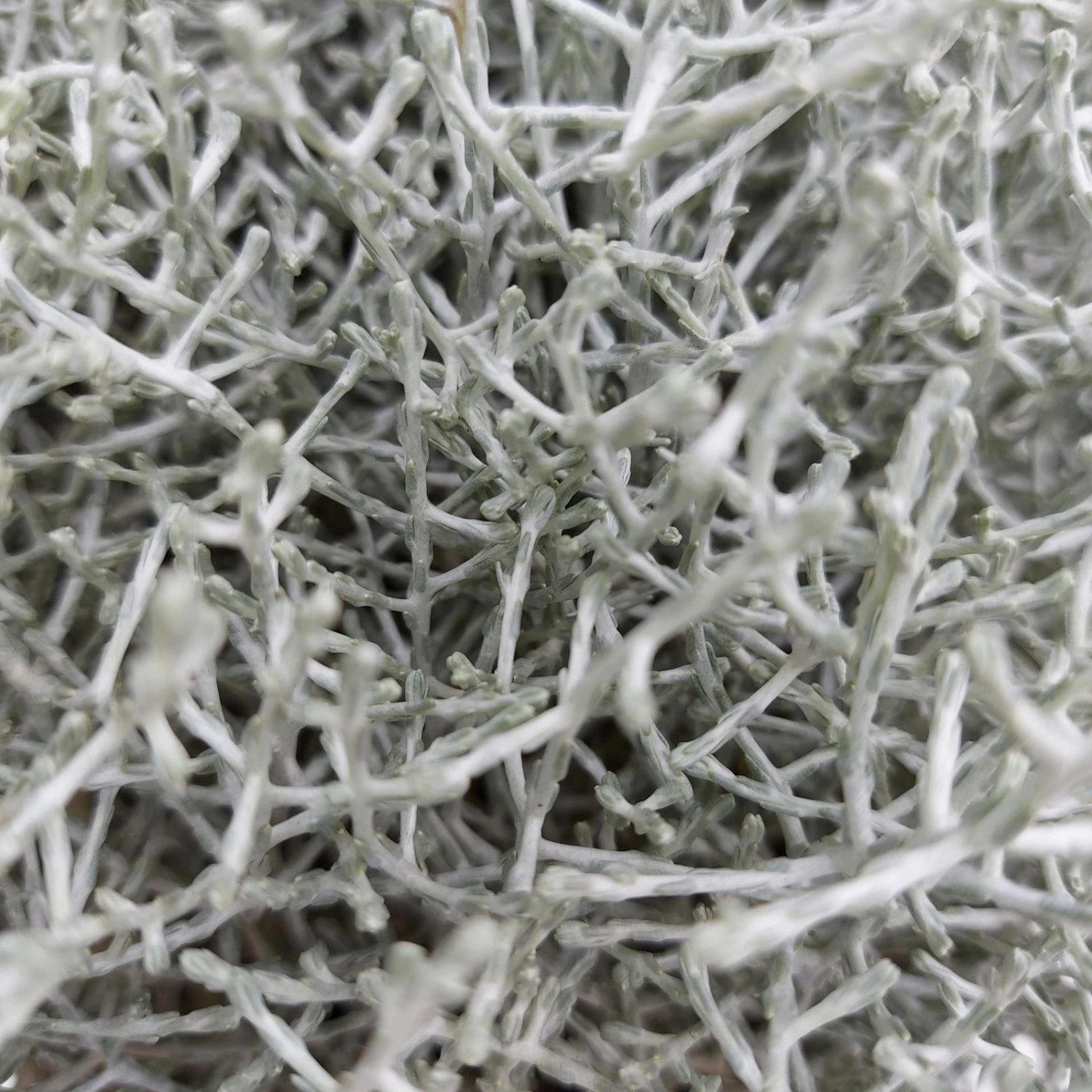 Calocephalus, Silber-grau, Topf-Ø 17 Cm, 3er-Set 2 Calocephalus, Silber-grau, Topf-Ø 17 Cm, 3er-Set – Bild 2