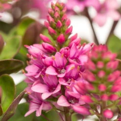 Hebe 'All Blooms®' Rosa, Topf-Ø 12 Cm, 3er-Set -Stilvolles Gartenmöbelgeschäft 0690190064 Koelle Hebe All Blooms T12 rosarot 6er Set WS 11 95592 1