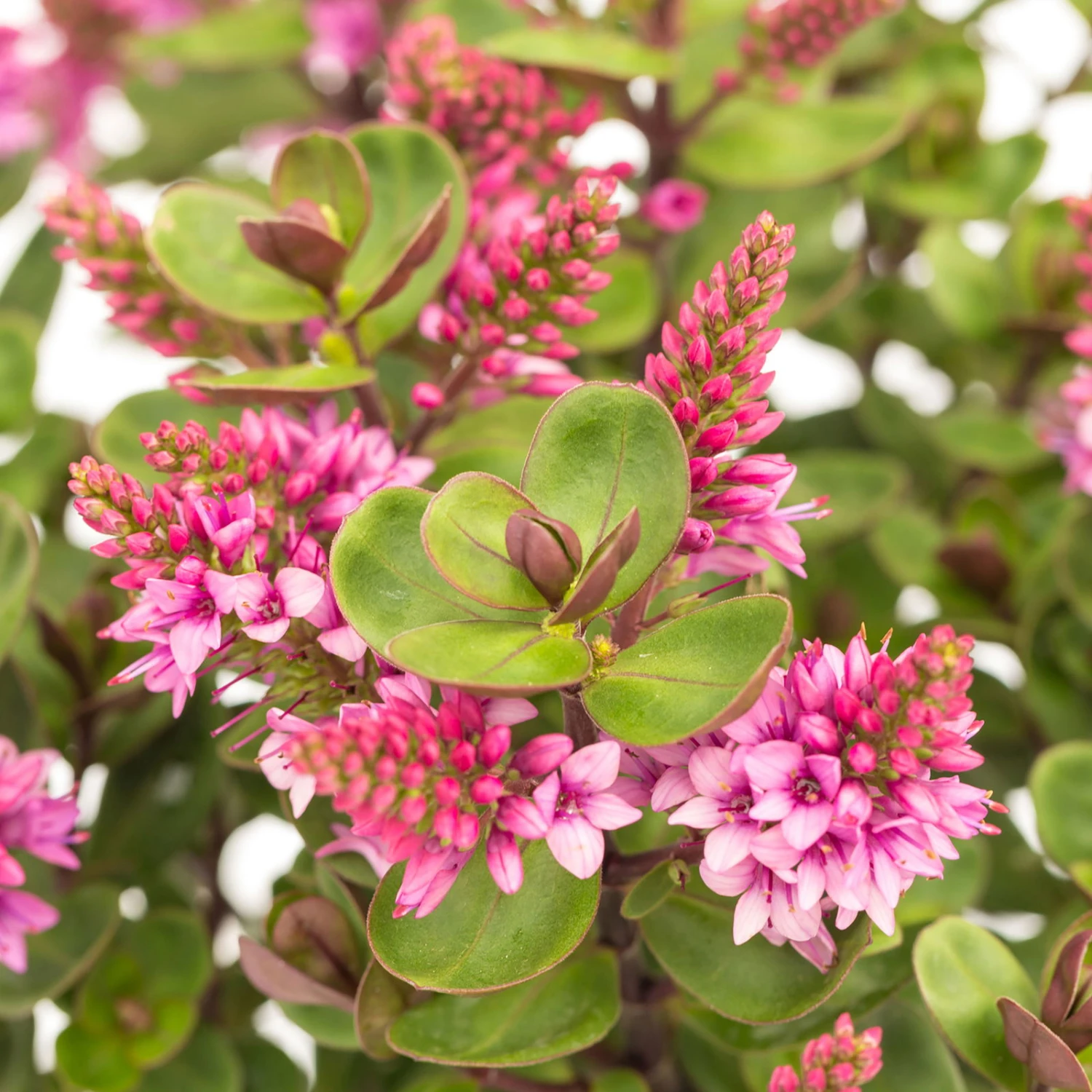 Hebe 'All Blooms®' Rosa, Topf-Ø 12 Cm, 6er-Set 1 Hebe 'All Blooms®' Rosa, Topf-Ø 12 Cm, 6er-Set