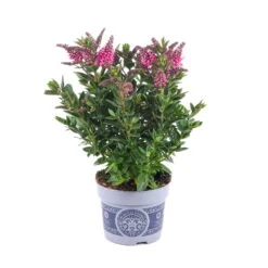 Hebe 'All Blooms®' Rosa, Topf-Ø 12 Cm, 3er-Set -Stilvolles Gartenmöbelgeschäft 0690190064 Koelle Hebe All Blooms T12 rosarot 6er Set WS 1 95602 1