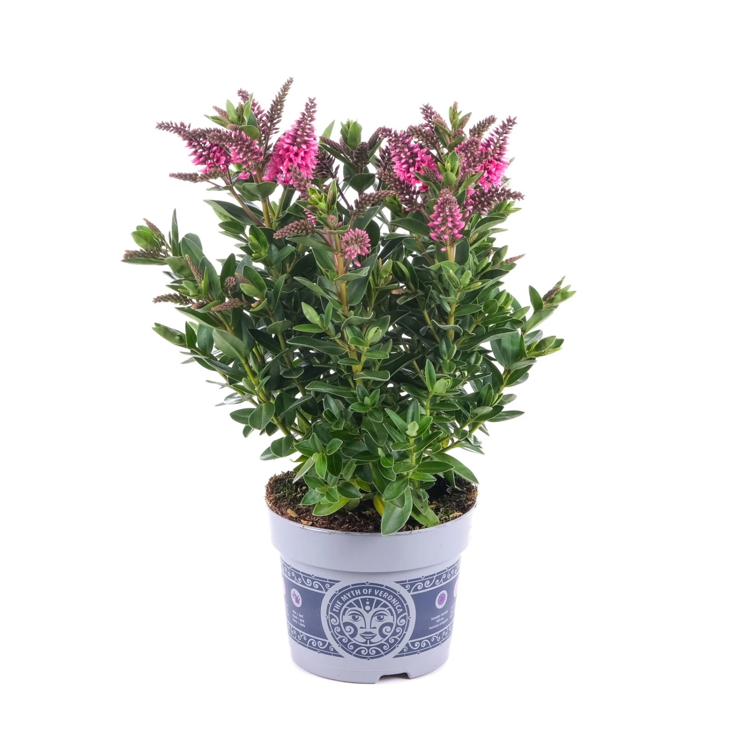 Hebe 'All Blooms®' Rosa, Topf-Ø 12 Cm, 6er-Set 8 Hebe 'All Blooms®' Rosa, Topf-Ø 12 Cm, 6er-Set – Bild 8