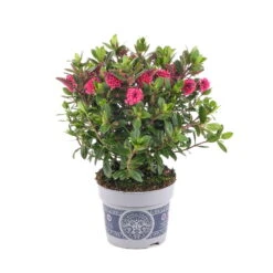 Hebe 'All Blooms®' Rosa, Topf-Ø 12 Cm, 3er-Set -Stilvolles Gartenmöbelgeschäft 0690190064 Koelle Hebe All Blooms T12 rosarot 6er Set WS 4 95600 1