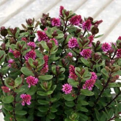 Hebe 'All Blooms®' Rosa, Topf-Ø 12 Cm, 3er-Set -Stilvolles Gartenmöbelgeschäft 0690190064 Koelle Hebe All Blooms T12 rosarot 6er Set WS 7 95594 1