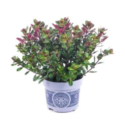 Hebe 'All Blooms®' Lila, Topf-Ø 12 Cm, 6er-Set -Stilvolles Gartenmöbelgeschäft 0690190100 Koelle Hebe All Blooms T12 lila 6er Set WS 10 95623
