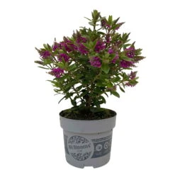 Hebe 'All Blooms®' Lila, Topf-Ø 12 Cm, 6er-Set -Stilvolles Gartenmöbelgeschäft 0690190100 Koelle Hebe All Blooms T12 lila 6er Set WS 2 95730