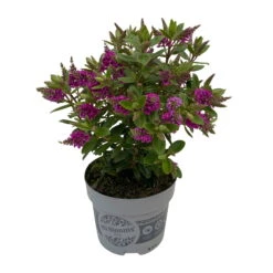 Hebe 'All Blooms®' Lila, Topf-Ø 12 Cm, 6er-Set -Stilvolles Gartenmöbelgeschäft 0690190100 Koelle Hebe All Blooms T12 lila 6er Set WS 3 95731