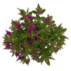 Hebe 'All Blooms®' Lila, Topf-Ø 12 Cm, 6er-Set -Stilvolles Gartenmöbelgeschäft 0690190100 Koelle Hebe All Blooms T12 lila 6er Set WS 5 95732