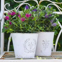 Hebe 'All Blooms®' Lila, Topf-Ø 12 Cm, 6er-Set -Stilvolles Gartenmöbelgeschäft 0690190100 Koelle Hebe All Blooms T12 lila 6er Set WS 6 95620