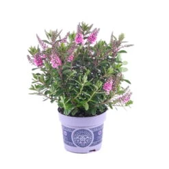 Hebe 'All Blooms®' Lila, Topf-Ø 12 Cm, 6er-Set -Stilvolles Gartenmöbelgeschäft 0690190100 Koelle Hebe All Blooms T12 lila 6er Set WS 8 95622