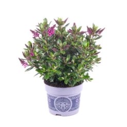 Hebe 'All Blooms®' Lila, Topf-Ø 12 Cm, 6er-Set -Stilvolles Gartenmöbelgeschäft 0690190100 Koelle Hebe All Blooms T12 lila 6er Set WS 9 95621