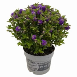 Hebe 'All Blooms®' Blau, Topf-Ø 17 Cm 13 Hebe 'All Blooms®' Blau, Topf-Ø 17 Cm -Stilvolles Gartenmöbelgeschäft 0690190103 Hebe All Blooms T17 blau 3 114192