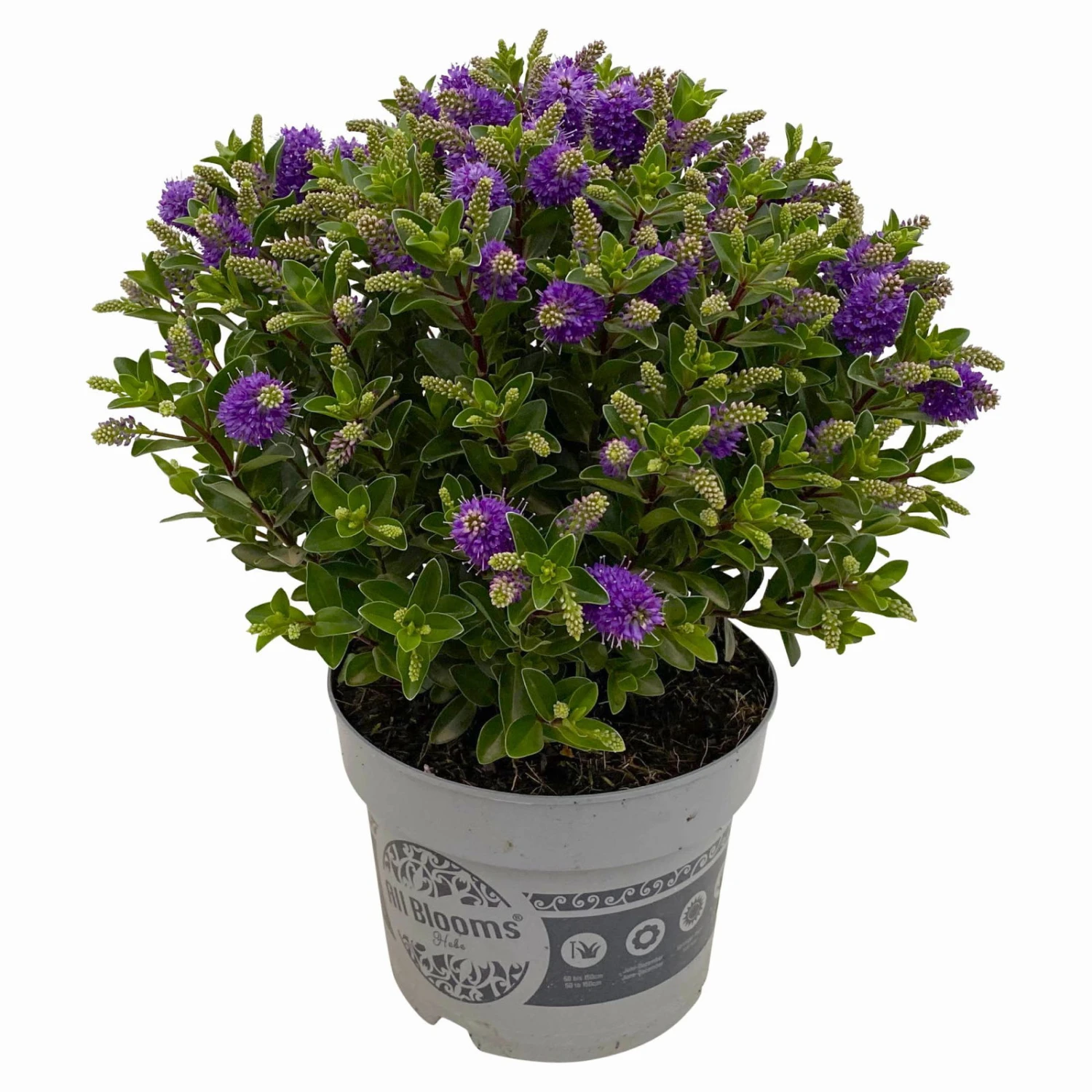 Hebe 'All Blooms®' Blau, Topf-Ø 17 Cm 3 Hebe 'All Blooms®' Blau, Topf-Ø 17 Cm – Bild 3