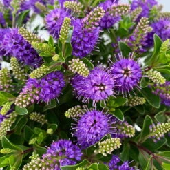 Hebe 'All Blooms®' Blau, Topf-Ø 17 Cm 15 Hebe 'All Blooms®' Blau, Topf-Ø 17 Cm -Stilvolles Gartenmöbelgeschäft 0690190103 Hebe All Blooms T17 blau 5 114153