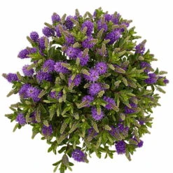 Hebe 'All Blooms®' Blau, Topf-Ø 17 Cm 14 Hebe 'All Blooms®' Blau, Topf-Ø 17 Cm -Stilvolles Gartenmöbelgeschäft 0690190103 Hebe All Blooms T17 blau 6 114193