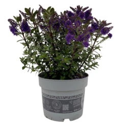 Hebe 'All Blooms®' Blau, Topf-Ø 17 Cm 16 Hebe 'All Blooms®' Blau, Topf-Ø 17 Cm -Stilvolles Gartenmöbelgeschäft 0690190103 Koelle Hebe All Blooms T17 blau 1 112511