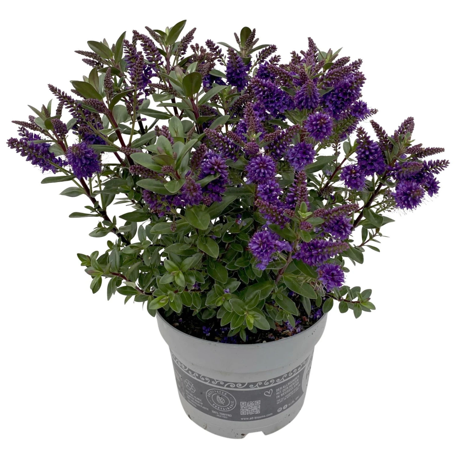 Hebe 'All Blooms®' Blau, Topf-Ø 17 Cm 7 Hebe 'All Blooms®' Blau, Topf-Ø 17 Cm – Bild 7